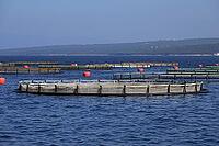 Fish farming in the sea [IBR124051748]