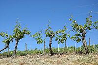 Vineyard [IBR124072675]