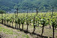 Vineyard near Winningen an der Moselle [IBR124072676]