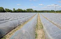 Asparagus [IBR124072705]