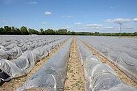 Asparagus [IBR124072706]