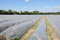 Asparagus [IBR124072707]