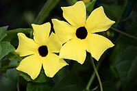 Black-eyed Susanne [IBR124072708]