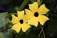 Black-eyed Susanne [IBR124072709]