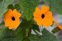 Black-eyed Susanne [IBR124072710]