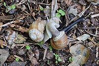 Grape snail mating [IBR124072711]
