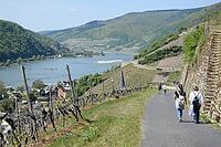 Hiking trail near Assmannshausen [IBR124072727]