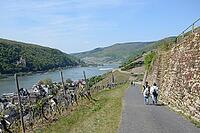Hiking trail near Assmannshausen [IBR124072728]