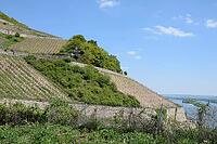Vineyard near Rüdesheim [IBR124072730]