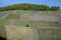 Vineyard near Assmannshausen [IBR124072733]