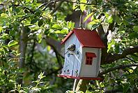 Tit and nesting box [IBR124072741]