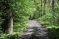 Waldweg [IBR124072742]