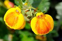 Slipper flowers [IBR124072743]