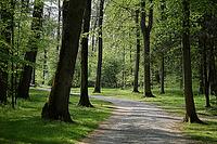 Waldweg [IBR124072744]