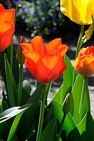 Tulip [IBR124072745]