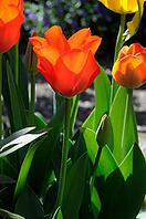 Tulip [IBR124072746]