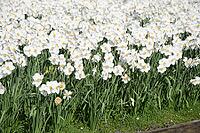 Daffodils [IBR124072747]