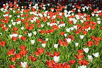 Red and white tulips [IBR124072748]