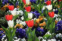 Red and white tulips [IBR124072749]