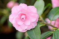 Peony [IBR124072761]