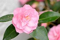 Peony [IBR124072764]