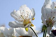 Cherry blossoms [IBR124072766]