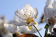Cherry blossoms [IBR124072767]