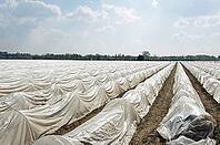 Asparagus [IBR124072769]