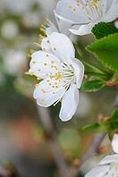 Cherry blossoms [IBR124072771]