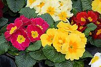 Primroses [IBR124072773]
