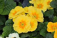 Primroses [IBR124072774]