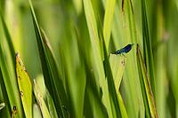 Banded demoiselle damselfly (Calopteryx splendens) adult male insect resting on a reed leaf in summer, Suffolk, England, United Kingdom [IBR124084116]