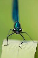 Banded demoiselle damselfly (Calopteryx splendens) adult male insect resting on a reed leaf in summer, Suffolk, England, United Kingdom [IBR124084117]