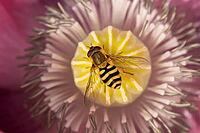 Common hoverfly (Eupeodes corollae) adult insect on a garden poppy flower in summer, Suffolk, England, United Kingdom [IBR124084118]
