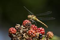 Common darter dragonfly (Sympetrum striolatum) adult insect resting on a blackberry of a Bramble plant in summer, RSPB Minsmere nature reserve, Suffolk, England, United Kingdom [IBR124084119]