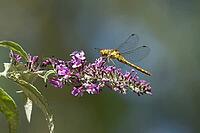 Common darter dragonfly (Sympetrum striolatum) adult female insect resting on a garden Buddjela flower in summer, Suffolk, England, United KIngdom [IBR124084120]