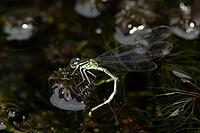 Blue tailed damselfly (Ischnura elegans) adult female insect egg laying or ovipositing or oviposition in a garden pond in summer, Suffolk, England, United Kingdom [IBR124084122]