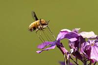 Bee fly (Bombylius major) adult insect feeding on Honesty flowers in spring, Suffolk, England, United Kingdom [IBR124084123]