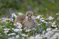 Greylag goose (Anser anser) juvenile baby gosling bird amongst Daisy and Speedwell spring flowers, England, United Kingdom [IBR124084124]
