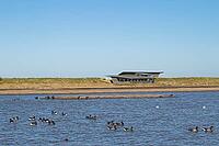 Brent goose (Branta bernicla) adult geese birds on a lagoon in front of a hide, RSPB Titchwell nature reserve, Norfolk, England, United Kingdom [IBR124084125]