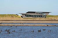 Brent goose (Branta bernicla) adult geese birds on a lagoon in front of a hide, RSPB Titchwell nature reserve, Norfolk, England, United Kingdom [IBR124084126]