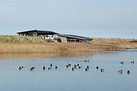Brent goose (Branta bernicla) adult geese birds on a lagoon in front of a hide, RSPB Titchwell nature reserve, Norfolk, England, United Kingdom [IBR124084128]