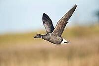 Brent goose (Branta bernicla) adult bird flying, RSPB Titchwell nature reserve, Norfolk, England, United Kingdom [IBR124084129]