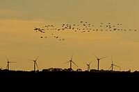 Barnacle goose (Branta leucopsis) adult geese birds in flight with wind turbines of a windfarm in the background silhouette at sunset, Norfolk, England, United Kingdom [IBR124084131]