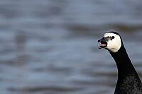 Barnacle goose (Branta leucopsis) adult bird calling on a lagoon, RSPB Minsmere nature reserve, Suffolk, England, United Kingdom [IBR124084132]
