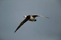 Barnacle goose (Branta leucopsis) adult bird flying, RSPB Minsmere nature reserve, Suffolk, England, United Kingdom [IBR124084133]