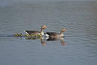 Greylag goose (Anser anser) two adult geese birds and six juvenile baby goslings on a lake in spring, Suffolk, England, United Kingdom [IBR124084134]