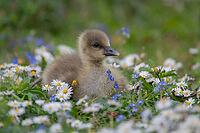 Greylag goose (Anser anser) juvenile baby gosling bird amongst Daisy and Speedwell spring flowers, England, United Kingdom [IBR124084135]