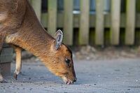 Muntjac deer (Muntiacus reevesi) adult animal feeding underneath bird feeders, RSPB Minsmere nature reserve, Suffolk, England, United Kingdom [IBR124084136]