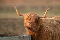 Highland cow or cattle (Bos taurus taurus) adult farm animal feeding or grazing on grass, England, United Kingdom [IBR124084139]